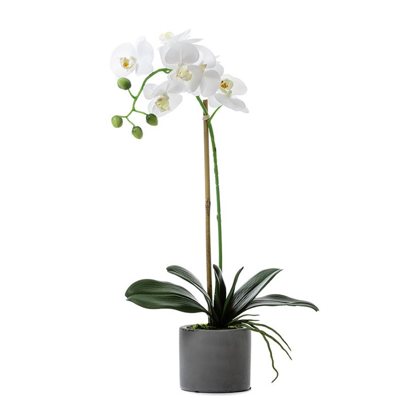 Butterfly Orchid In Pot 62cm White 5 stem