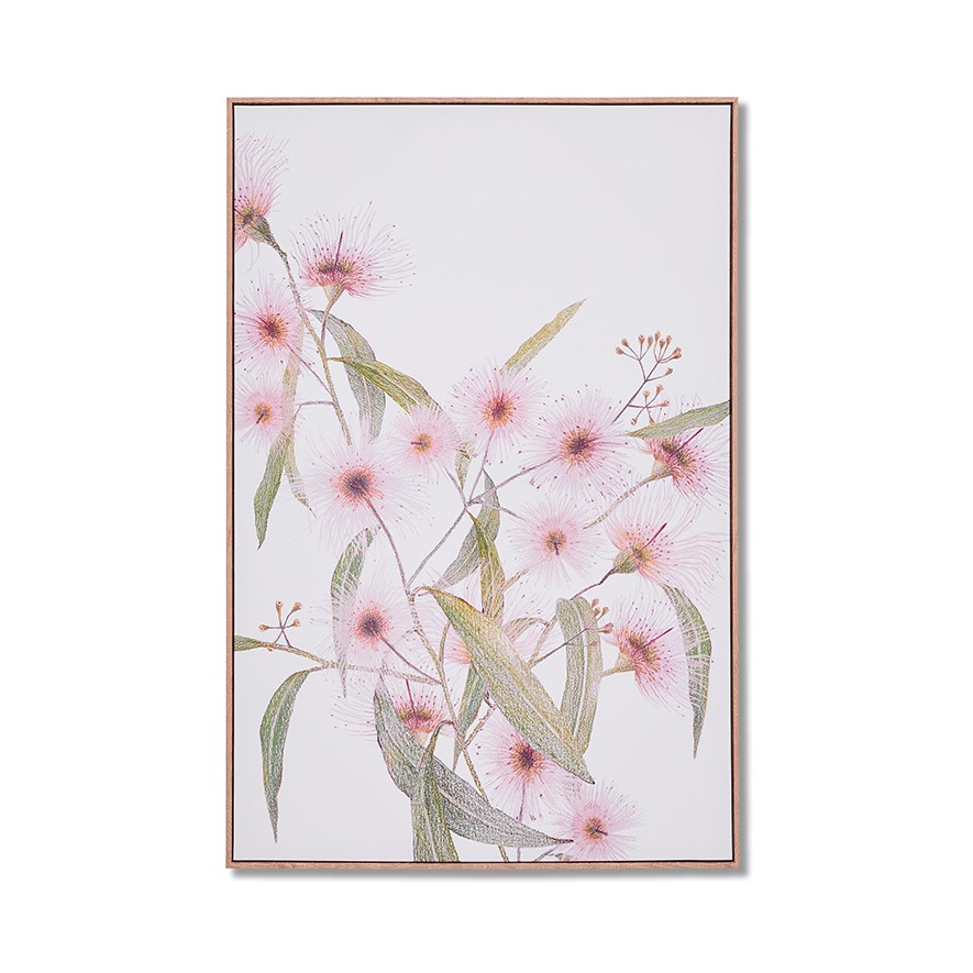 Australian Pink Flowering Gum Native Flora Adairs